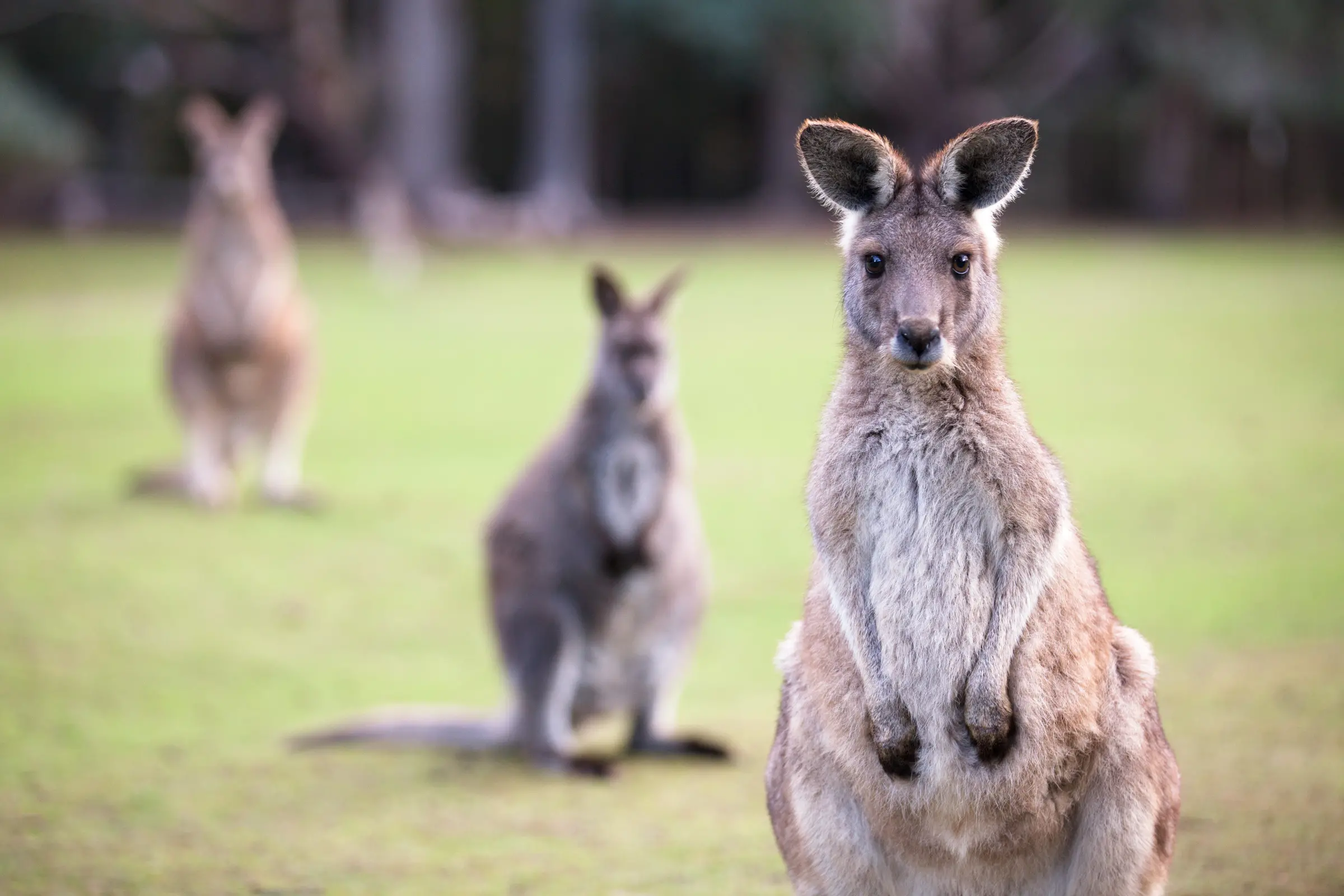 <p>KANGAROOS IN VICTORIA: DEECA will be conducting their biennial kangaroo population survey from September 5 to 30, with low-flying helicopters for counting numbers. PHOTO: Shane Lin</p>\\n