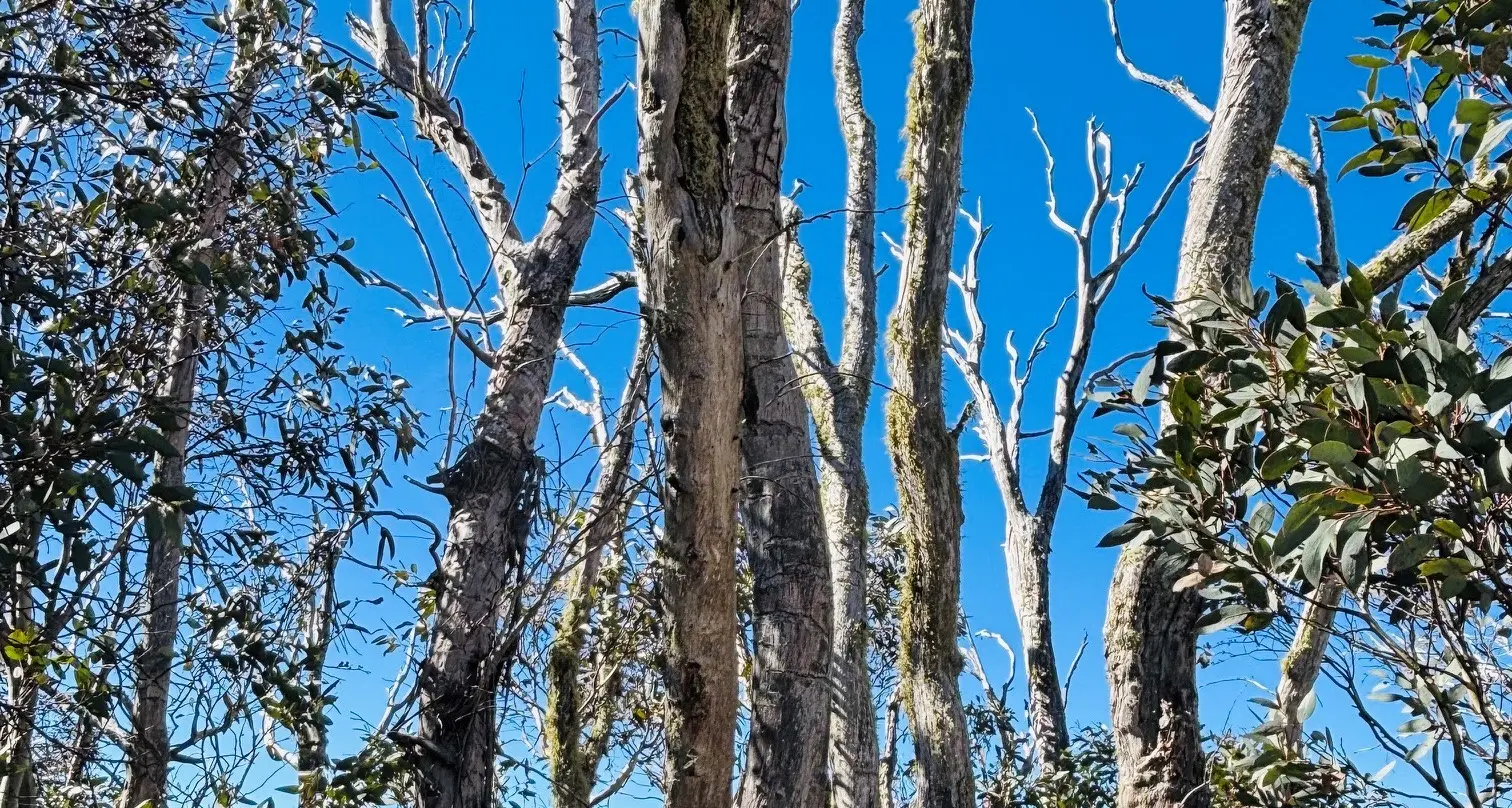 Mount Torbreck snow gums look good