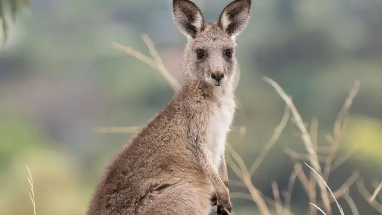 Aerial surveys of kangaroo population