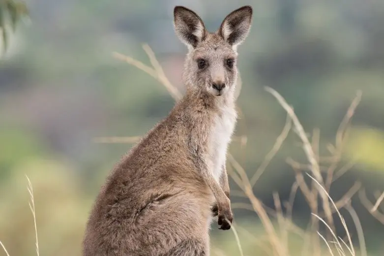 <p>HOW MANY?: Helicopters are buzzing the state to help count Eastern Grey kangaroo populations. PHOTO: The Australian Museum</p>\\n