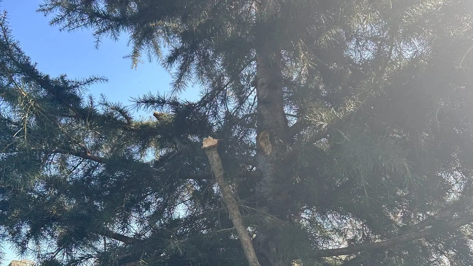 Christmas tree damaged