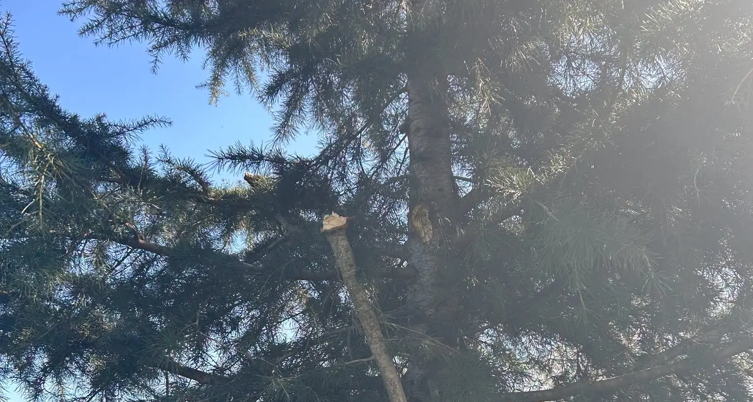 Christmas tree damaged