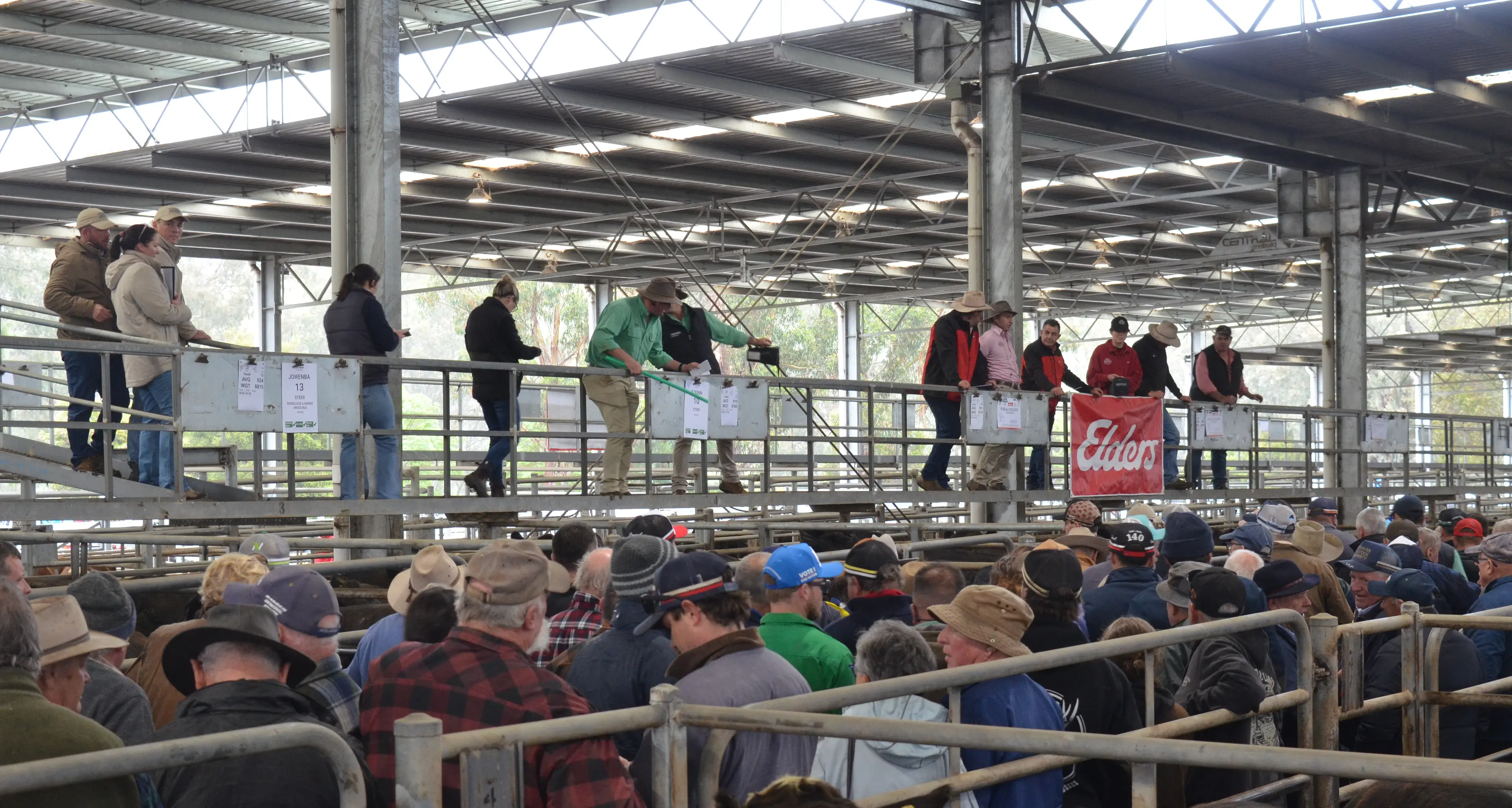 Packed yarding for October cattle sale in Yea