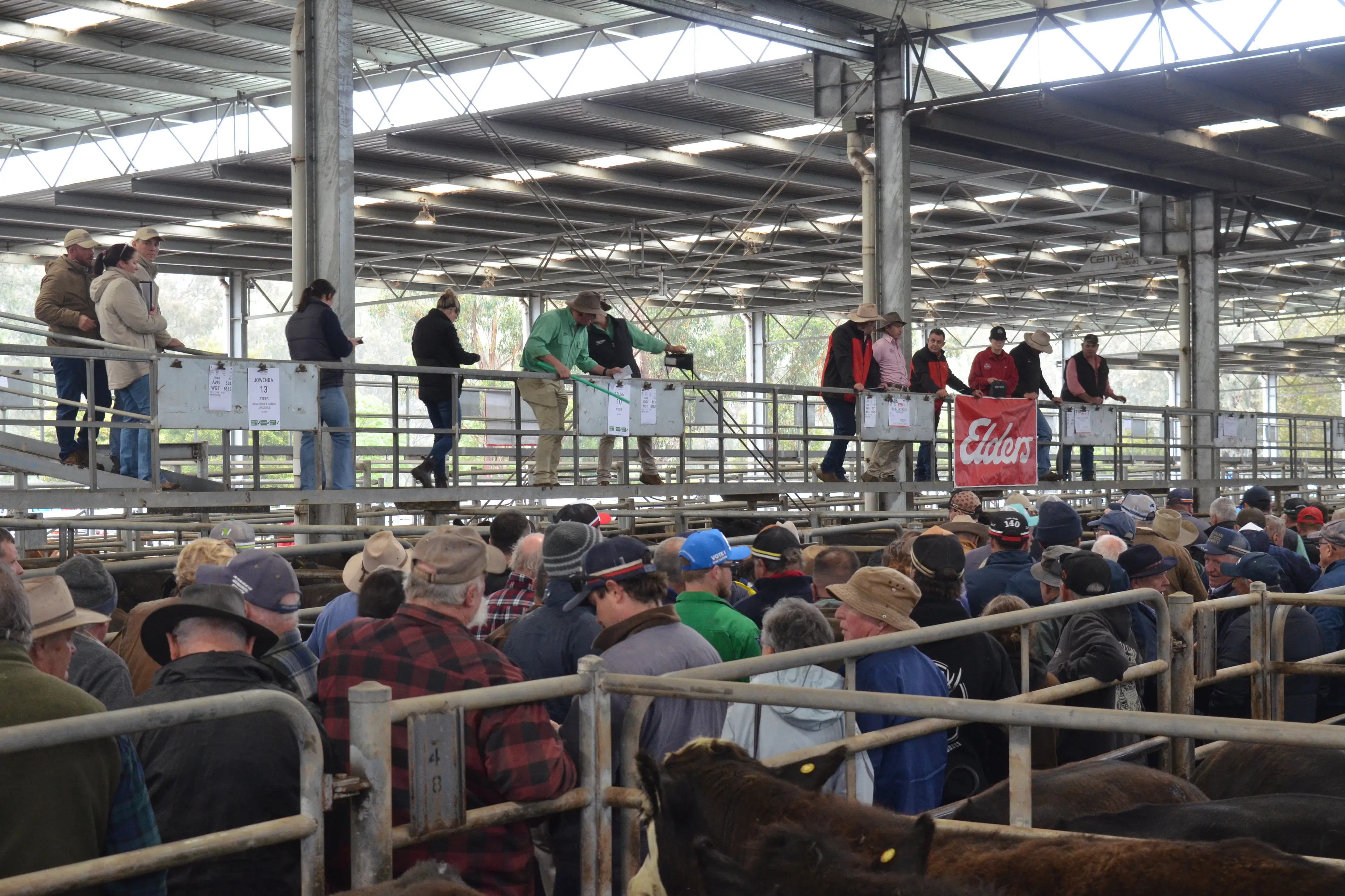 Packed yarding for October cattle sale in Yea