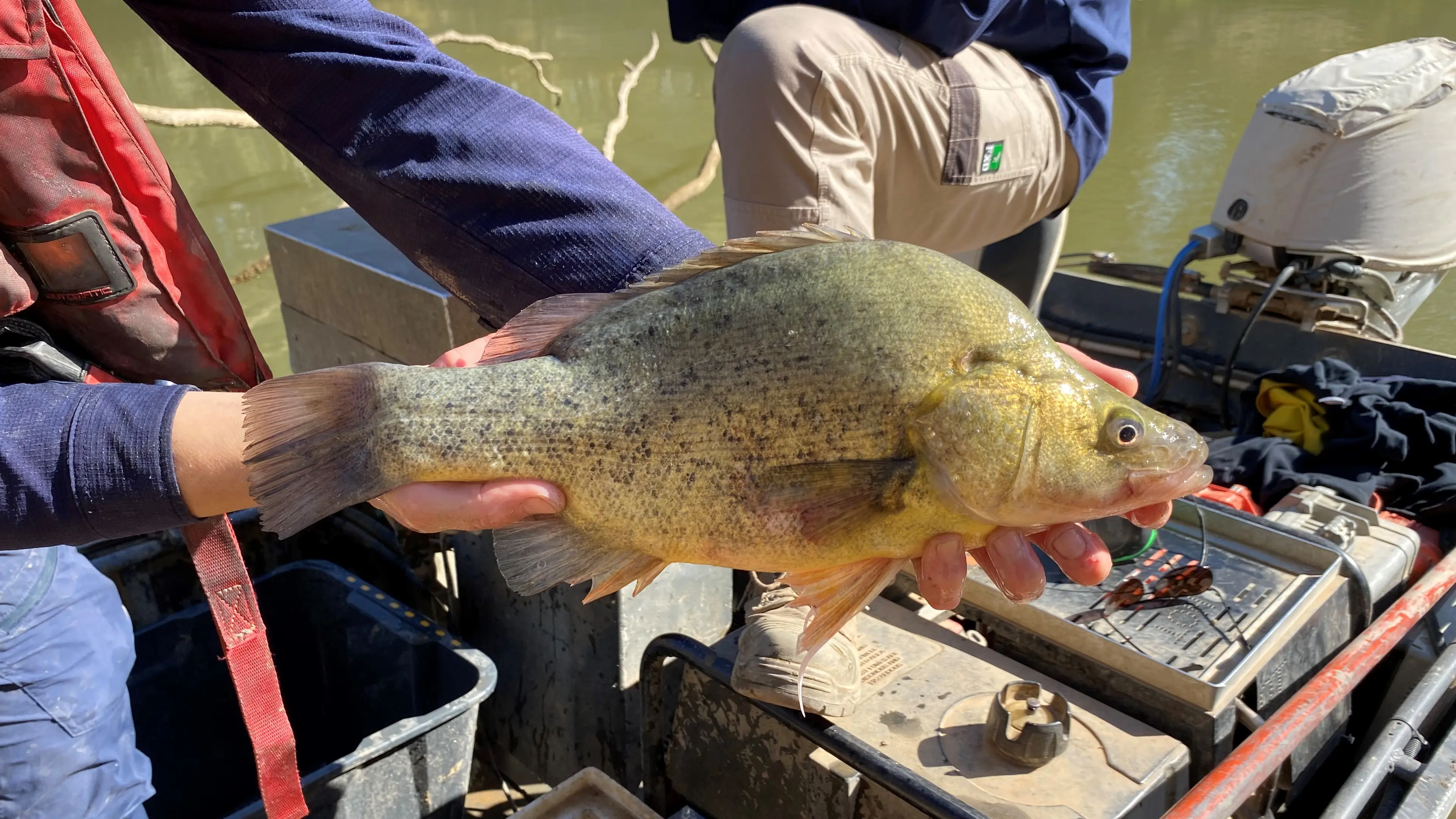 Goulburn River native fish set to spring into action