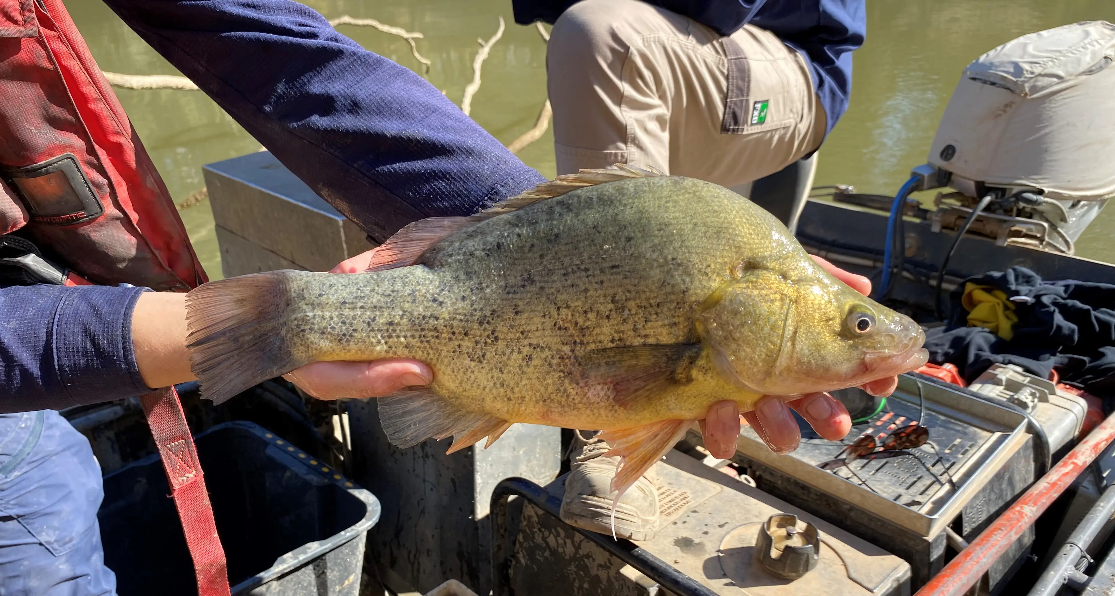 Goulburn River native fish set to spring into action