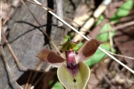 <p> NATURE OF FLOWERDALE: An example of a bird orchid found on the Flowerdale Landcare\\u2019s wildflower walk. </p>\\n